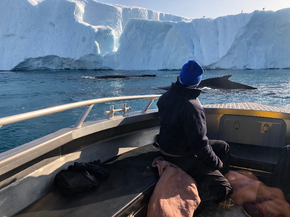 Hvalsafari - Ilulissat Tours