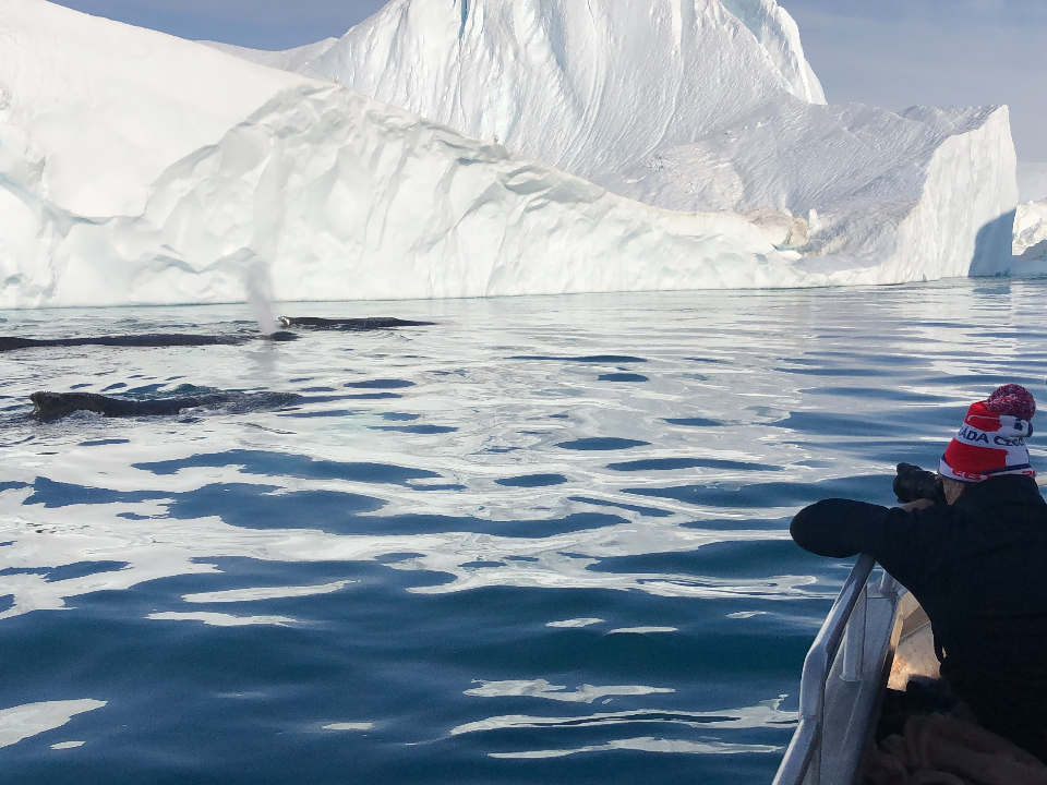 Whalesafari - Ilulissat Tours