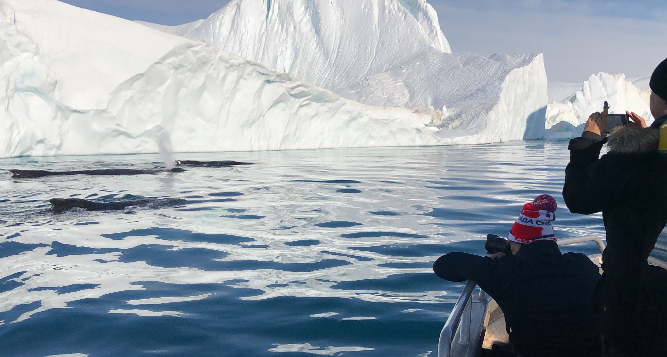 Whalesafari - Ilulissat Tours